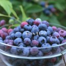 평화농원 이미지