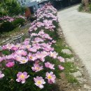 서봉산산림욕장 이미지