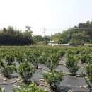 인건농장 이미지