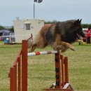 미용하는 훈련사 이미지