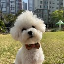 코코지오
