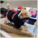 [내돈내산] 현대 프리미엄 아울렛 코코 스퀘어 강아지 목걸이, 고양이 케이프 리뷰