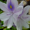 감나무식당 이미지