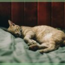 따뜻한 동물병원 이미지