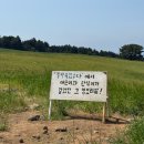 이은결 <TRACK> - 제주 | 제주 폭싹속았수다 촬영지 메밀 꽃 오라 🌿 제주 오라동 청보리밭 다녀온 후기 +입장료