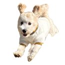 코지몽 | [ 코지몽 ] 오송 애견미용 오픈 소식 듣고 예약했어요