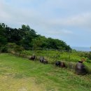 스테이독채 펜션 민박 | 포항 호미곶 바베큐 가능한 독채 펜션 샬롬 스테이 방문 후기
