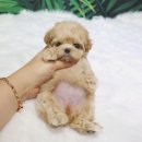 요미 티스토리