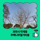 아랫배랭이로 | 과천시 막계동 주택나무철거비용