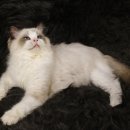 엘름트리 캐터리 이미지