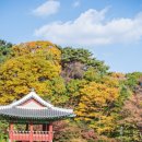 남한산성작은도서관 | 11월 남한산성 아기랑 단풍놀이 가을 주말 산책 다녀오기
