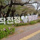 지도 왕벚나무길 이미지