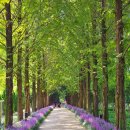 우로지 자연숲 공원(메타세쿼이아길) 이미지