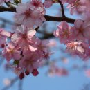 일본 벚꽃 소식 이미지