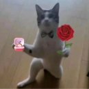 짱짱이네 이미지
