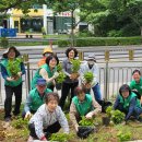 24.05.30 도남주공마을공동체, 1교시 화단정비(수국식재) 이미지