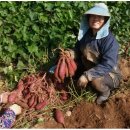 보성농원 이미지