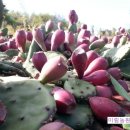 미림농장 이미지