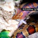 (부산&포항) 콘스네이크 성체 분양(먹이 영상&사진 있습니다.) 이미지