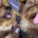 이불 속 댕댕이 이미지