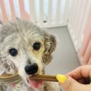 콩몽이네 이미지