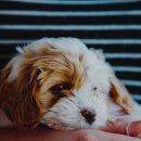 갈매동물병원 이미지