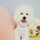 까까멍 | [부천비숑미용/비용가위컷/비숑스포팅]마요 까까멍에서 미용했어요
