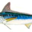 오늘참치 이미지