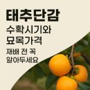 수관농장 | 태추단감 수확시기와 묘목가격, 재배 전 꼭 알아두세요