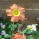 Oxalis Obtusa Coppery Orange 카퍼리 오렌지 이미지