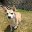 퍼피플리즈 이미지