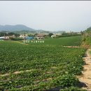 노성주유소 Daum카페