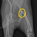 검단이담동물의료센터 이미지