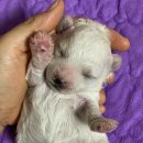 워킹포드림 이미지