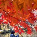 참빛공원 | 서울근교 단풍명소 김포 장릉 단풍 실시간 상황 11월 단풍구경 갈만한곳