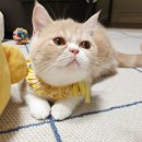 시루냥