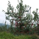 지성농장 이미지