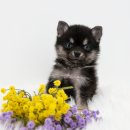 광주강아지분양 고양이분양 도로시펫 이미지