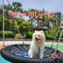 진봉 | 폼피츠 진봉이 펫시터 후기