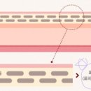 아젤리아 이미지
