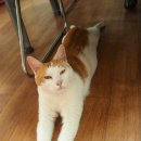 개냥이 연구소 이미지