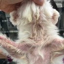 진현우동물병원 | 강아지 만성 진균성, 아토피 피부염 치료 - 성공적인 치료후기