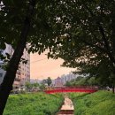 녹양동 주민센터 | 의정부 녹양동 버드나무가 있어야 할 자리