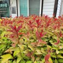 남해조경농원 | 조팝나무가 이렇게 화려해도 되나요?_컬러초이스 더블플레이 조팝나무 입고 후기