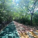 산들바람어린이집 | 송파구 풍납동 다이어트 운동하기 좋은 장소 성내천 뚝방길