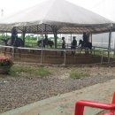 아라뱃길 승마클럽 이미지