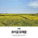 호미곶경관영농조합법인 | 호미곶 유채꽃 해맞이광장 4월 포항 갈만한 곳