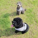 레스트펫 이미지