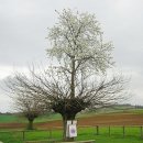 자라는나무 이미지