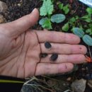 떡잎마을 민박 이미지